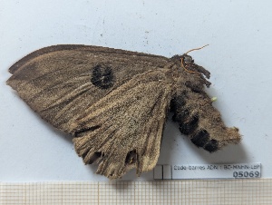  ( - BC-MNHN-LEP05069)  @11 [ ] CCby (2024) Rodolphe Rougerie Museum national d'Histoire naturelle, Paris