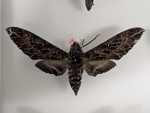  ( - BC-MNHN-LEP04940)  @11 [ ] CCby (2025) Rodolphe Rougerie Museum national d'Histoire naturelle, Paris