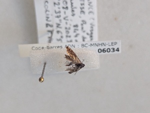  ( - BC-MNHN-LEP06034)  @11 [ ] CC-By (2025) Rodolphe Rougerie MNHN