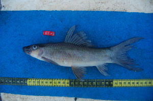  ( - NHPC-20790)  @11 [ ] by-nc-sa (2025) Herve Tjomb Universite de Ngaoundere