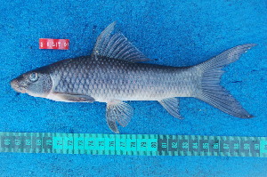  ( - NHPC-21476)  @11 [ ] by-nc-sa (2025) Herve Tjomb Universite de Ngaoundere