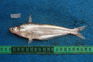  (Schilbe mystus - NHPC-22022)  @11 [ ] Unspecified (default): All Rights Reserved  Unspecified Unspecified