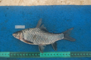  (Labeobarbus fimbriatus - NHPC-23286)  @11 [ ] by-nc-sa (2025) Herve Tjomb Universite de Ngaoundere