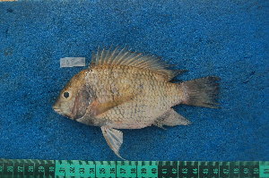  (Coptodon cameronensis - NHPC-23821)  @11 [ ] by-nc-sa (2025) Herve Tjomb Universite de Ngaoundere
