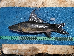  ( - NHPC-24390)  @11 [ ] by-nc-sa (2025) Herve Tjomb Universite de Ngaoundere