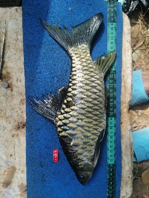  (Labeobarbus mariae - NHPC-24466)  @11 [ ] by-nc-sa (2025) Herve Tjomb Universite de Ngaoundere