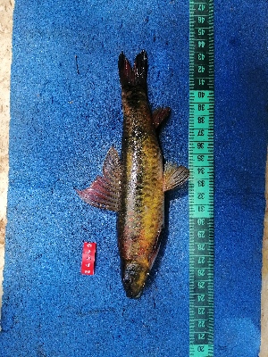  ( - NHPC-24549)  @11 [ ] by-nc-sa (2025) Herve Tjomb Universite de Ngaoundere