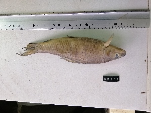  (Labeobarbus micronema - NHPC-24739)  @11 [ ] by-nc-sa (2025) Herve Tjomb Universite de Ngaoundere