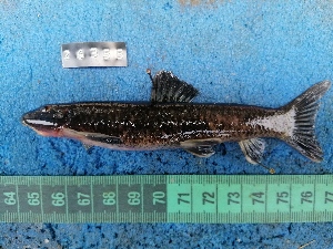  (Garra dembeensis - NHPC-26355)  @11 [ ] by-nc-sa (2025) Herve Tjomb Universite de Ngaoundere