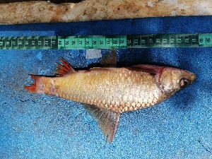  (Labeobarbus brevispinis - NHPC-26578)  @11 [ ] by-nc-sa (2025) Herve Tjomb Universite de Ngaoundere