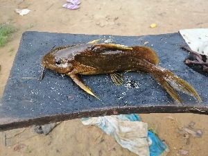  (Synodontis obesus - NHPC-26899)  @11 [ ] by-nc-sa (2025) Herve Tjomb Universite de Ngaoundere