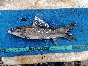  ( - NHPC-26989)  @11 [ ] by-nc-sa (2025) Herve Tjomb Universite de Ngaoundere