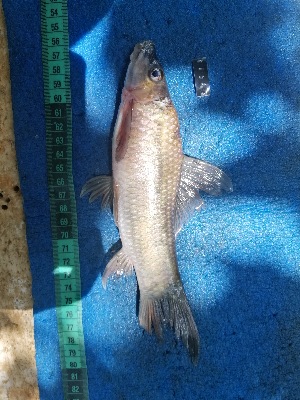  ( - NHPC-27042)  @11 [ ] by-nc-sa (2025) Herve Tjomb Universite de Ngaoundere