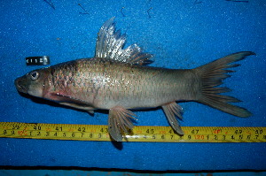  ( - NHPC-KI121)  @11 [ ] by-nc-sa (2025) Herve Tjomb Universite de Ngaoundere