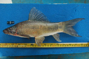  ( - NHPC-KI462)  @11 [ ] by-nc-sa (2025) Herve Tjomb Universite de Ngaoundere