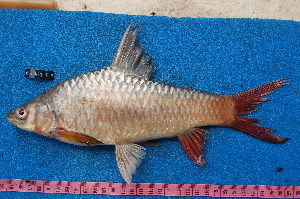  (Labeobarbus brevispinis - NHPC-KI4677)  @11 [ ] by-nc-sa (2025) Herve Tjomb Universite de Ngaoundere