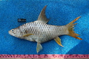  (Labeobarbus mbami - NHPC-KI4680)  @11 [ ] Unspecified (default): All Rights Reserved  Unspecified Unspecified
