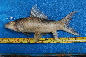  ( - NHPC-KI474)  @11 [ ] by-nc-sa (2025) Herve Tjomb Universite de Ngaoundere