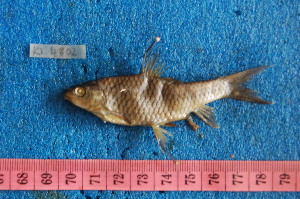  (Labeobarbus fimbriatus - NHPC-KI4802)  @11 [ ] Unspecified (default): All Rights Reserved  Unspecified Unspecified