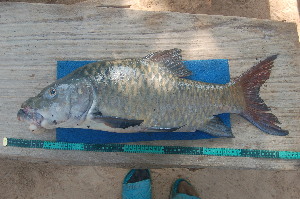  (Labeobarbus habereri - NHPC-LI56)  @11 [ ] Unspecified (default): All Rights Reserved  Unspecified Unspecified