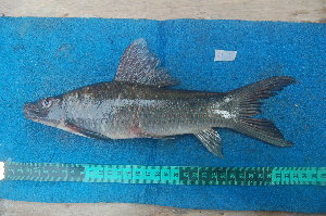  ( - NHPC-LI6)  @11 [ ] by-nc-sa (2025) Herve Tjomb Universite de Ngaoundere