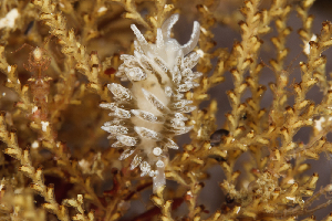  (Flabellina sp. 1_JT - ASBFS01)  @11 [ ] CreativeCommons - Attribution Non-Commercial No Derivatives (2015) Guido Zsilavecz Stellenbosch University