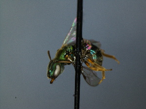  ( - VEP_7912-4400-0000-8152)  @11 [ ] NRR (2018) Unspecified EASTERN KENTUCKY UNIVERSITY