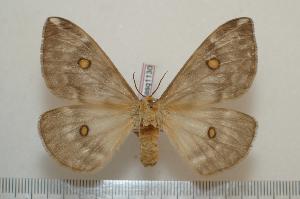  ( - BC-Basq1130)  @14 [ ] Copyright (2010) Patrick Basquin Research Collection of Patrick Basquin