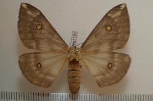  ( - BC-Basq1131)  @14 [ ] Copyright (2010) Patrick Basquin Research Collection of Patrick Basquin
