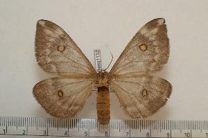  ( - BC-Basq1132)  @13 [ ] Copyright (2010) Patrick Basquin Research Collection of Patrick Basquin