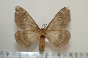  ( - BC-Basq1133)  @13 [ ] Copyright (2010) Patrick Basquin Research Collection of Patrick Basquin