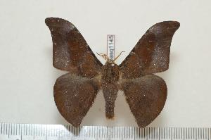  ( - BC-Basq1145)  @13 [ ] Copyright (2010) Patrick Basquin Research Collection of Patrick Basquin