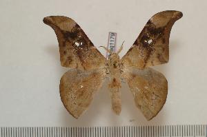  ( - BC-Basq1179)  @14 [ ] Copyright (2010) Patrick Basquin Research Collection of Patrick Basquin