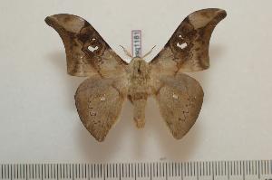  ( - BC-Basq1181)  @14 [ ] Copyright (2010) Patrick Basquin Research Collection of Patrick Basquin