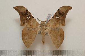  ( - BC-Basq1184)  @14 [ ] Copyright (2010) Patrick Basquin Research Collection of Patrick Basquin