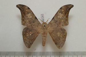  ( - BC-Basq1241)  @14 [ ] Copyright (2010) Patrick Basquin Research Collection of Patrick Basquin