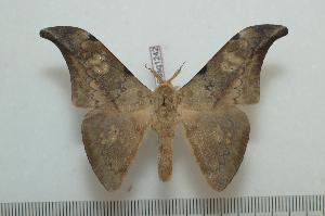  ( - BC-Basq1242)  @14 [ ] Copyright (2010) Patrick Basquin Research Collection of Patrick Basquin