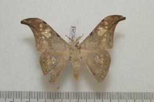  ( - BC-Basq1243)  @14 [ ] Copyright (2010) Patrick Basquin Research Collection of Patrick Basquin