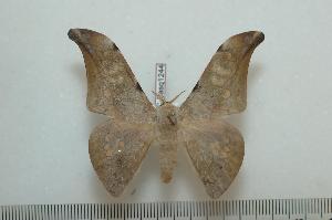  ( - BC-Basq1244)  @14 [ ] Copyright (2010) Patrick Basquin Research Collection of Patrick Basquin