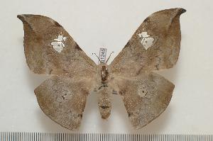  ( - BC-Basq1245)  @14 [ ] Copyright (2010) Patrick Basquin Research Collection of Patrick Basquin
