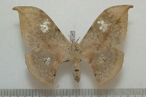  ( - BC-Basq1247)  @14 [ ] Copyright (2010) Patrick Basquin Research Collection of Patrick Basquin