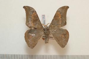  ( - BC-Basq1352)  @14 [ ] Copyright (2010) Patrick Basquin Research Collection of Patrick Basquin