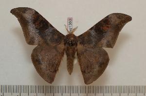  ( - BC-Basq1360)  @14 [ ] Copyright (2010) Patrick Basquin Research Collection of Patrick Basquin