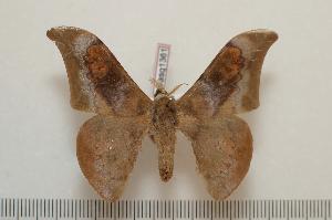  ( - BC-Basq1361)  @14 [ ] Copyright (2010) Patrick Basquin Research Collection of Patrick Basquin