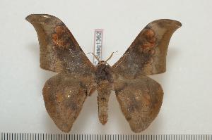  ( - BC-Basq1362)  @14 [ ] Copyright (2010) Patrick Basquin Research Collection of Patrick Basquin