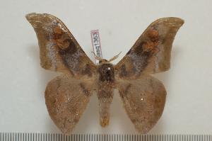  ( - BC-Basq1363)  @14 [ ] Copyright (2010) Patrick Basquin Research Collection of Patrick Basquin
