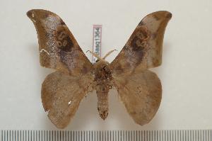  ( - BC-Basq1364)  @14 [ ] Copyright (2010) Patrick Basquin Research Collection of Patrick Basquin