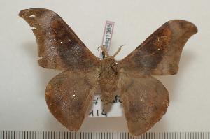  ( - BC-Basq1365)  @14 [ ] Copyright (2010) Patrick Basquin Research Collection of Patrick Basquin