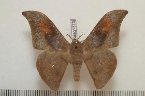  ( - BC-Basq1370)  @14 [ ] Copyright (2010) Patrick Basquin Research Collection of Patrick Basquin