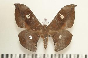  ( - BC-Basq1389)  @13 [ ] Copyright (2010) Patrick Basquin Research Collection of Patrick Basquin